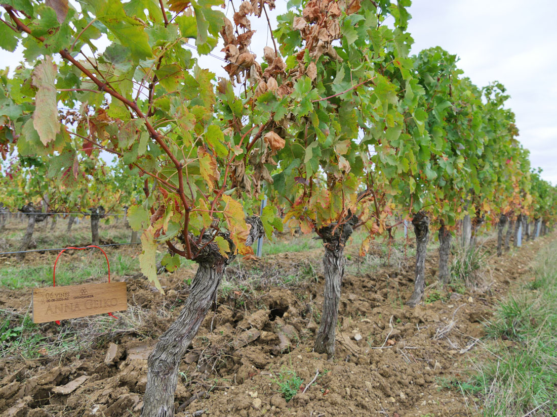 Виноградник на урожай